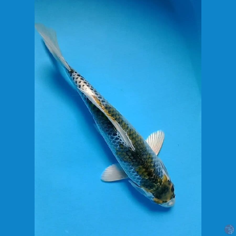 Rare - Green Kujaku