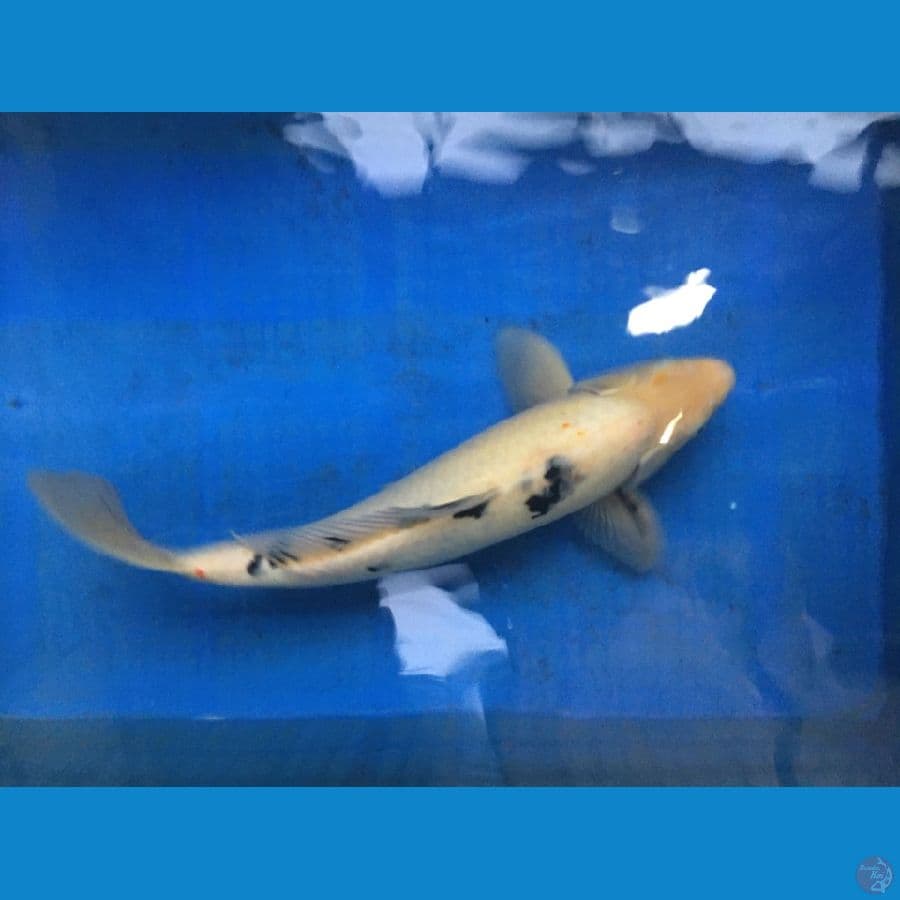 BEKKO punuk MALE 40cm