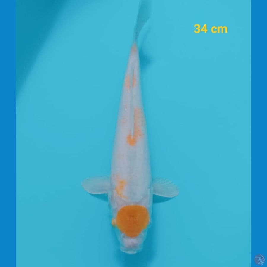 MARUTEN KOYO KOHAKU | 34 CM | Female