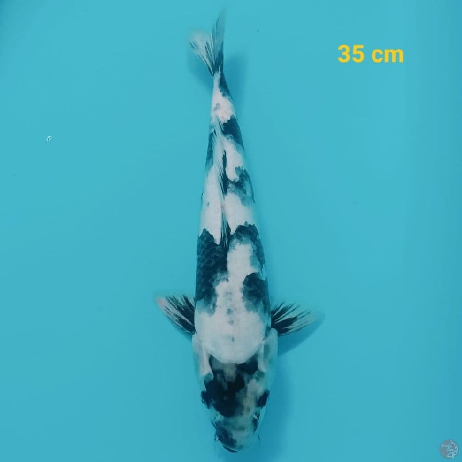 SHIRO | 35 CM | Female