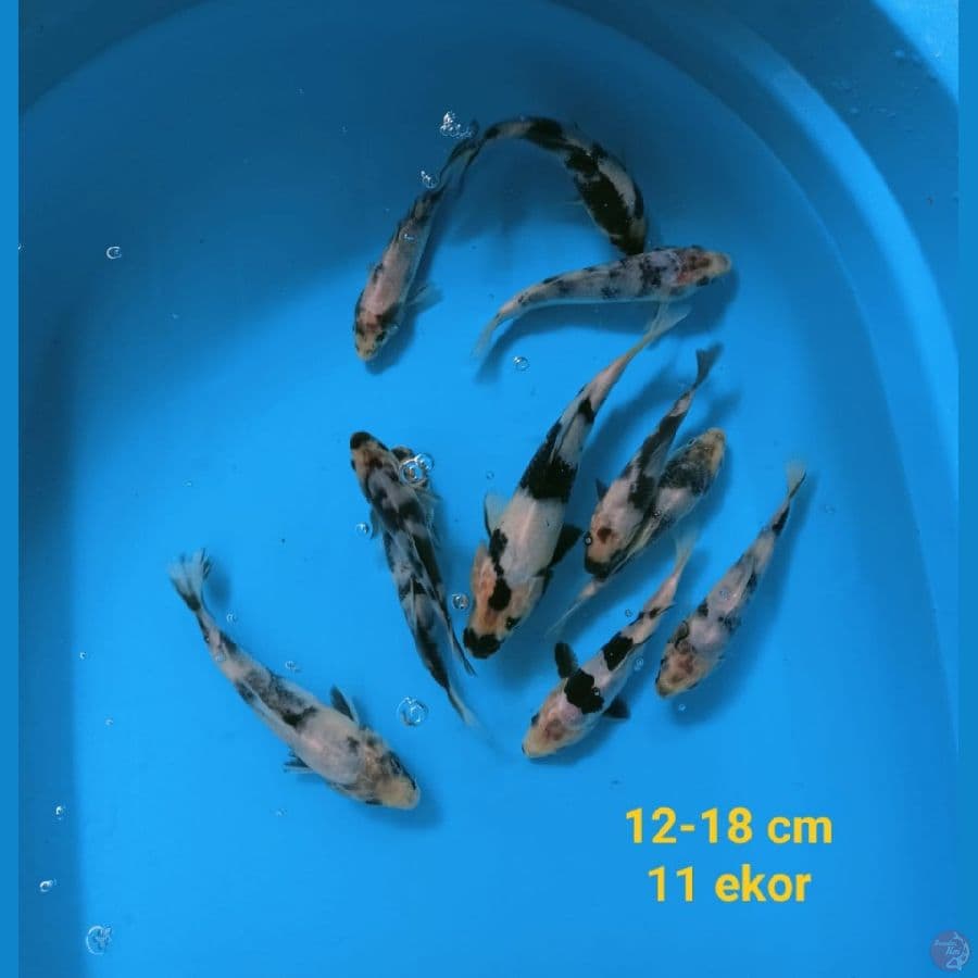 Shiro Mix | 12-18 cm 11 ekor | Uncheck