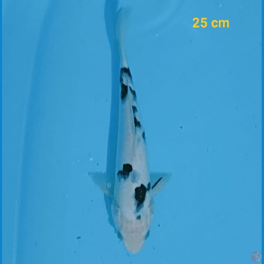 bekko 25 cm