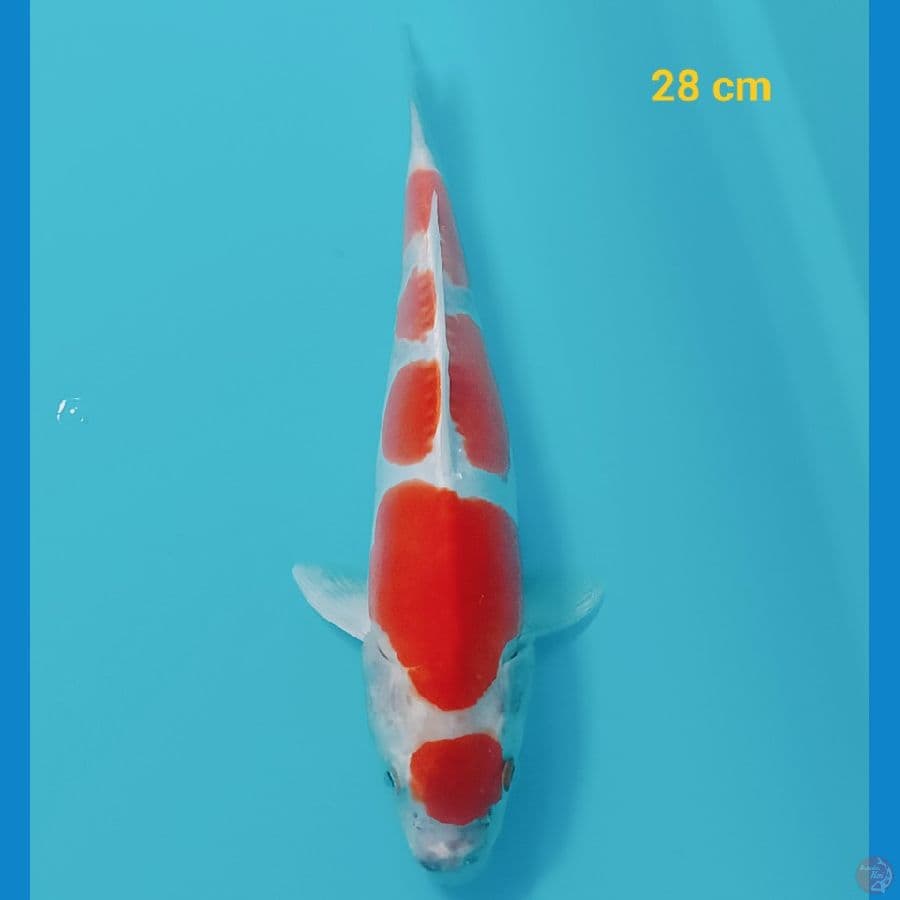 maruten doit 28 cm