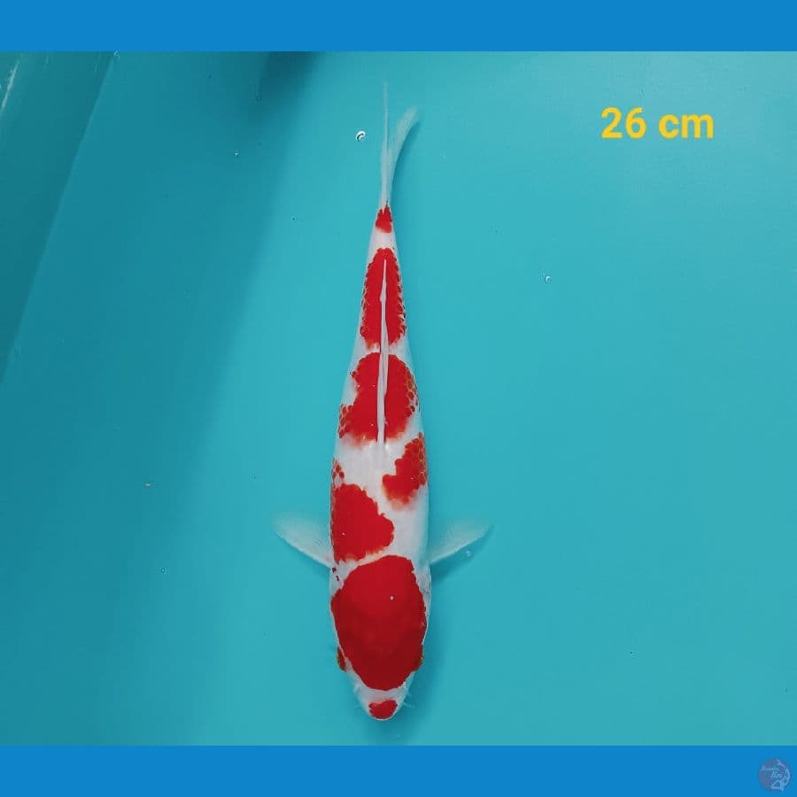 kohaku 26 cm