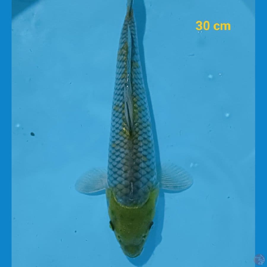 Ochiba 30 cm