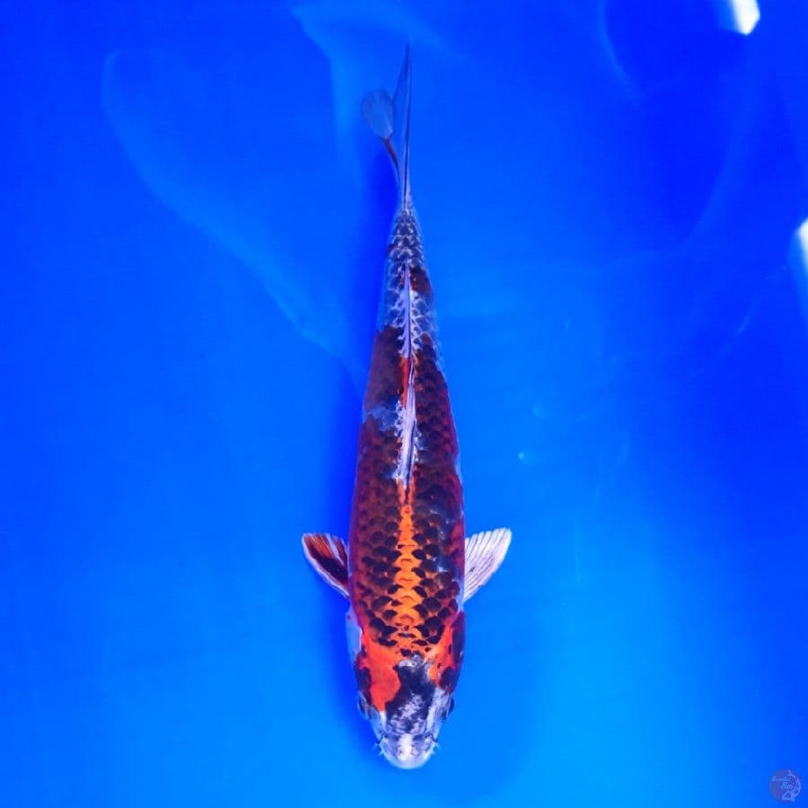 Beni Gingga 23cm