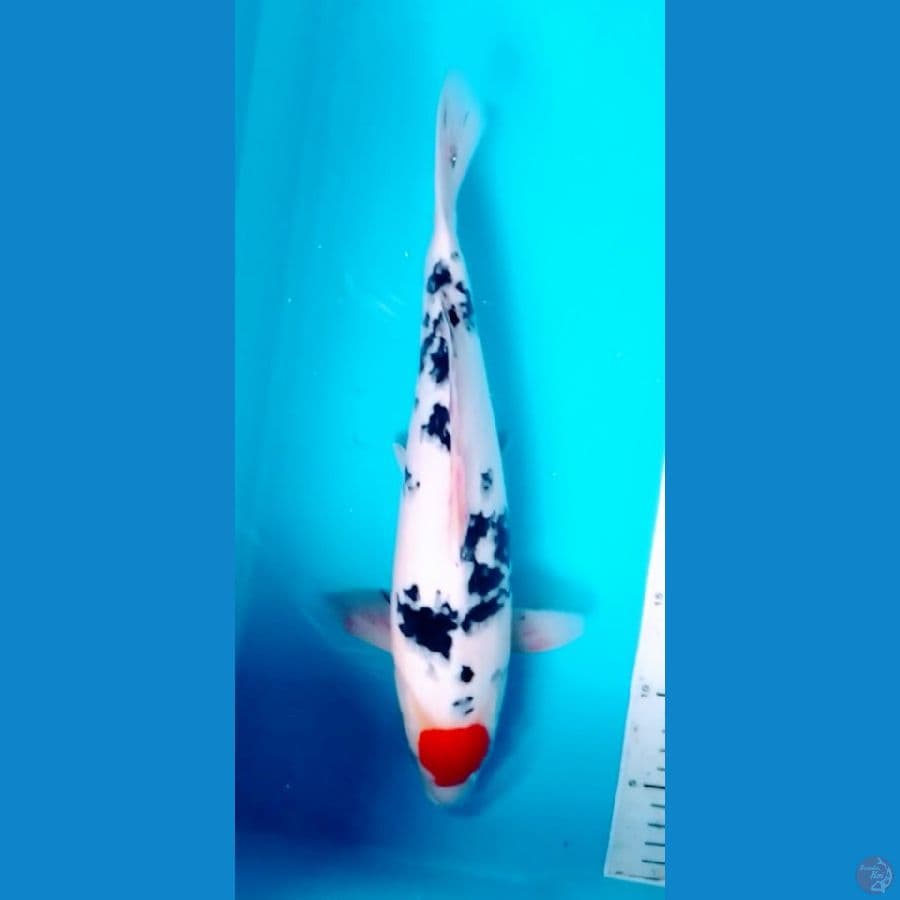 Tancho Sanke 36cm (F)