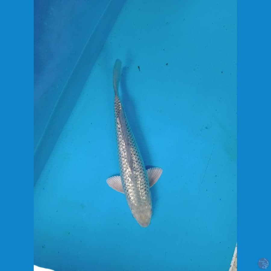 soragoi gindrin 29 cm