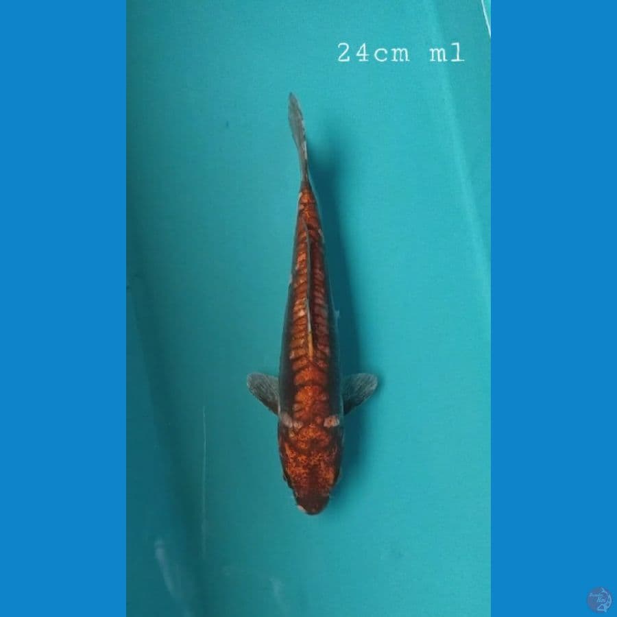 Kawarimono 24cm/ml