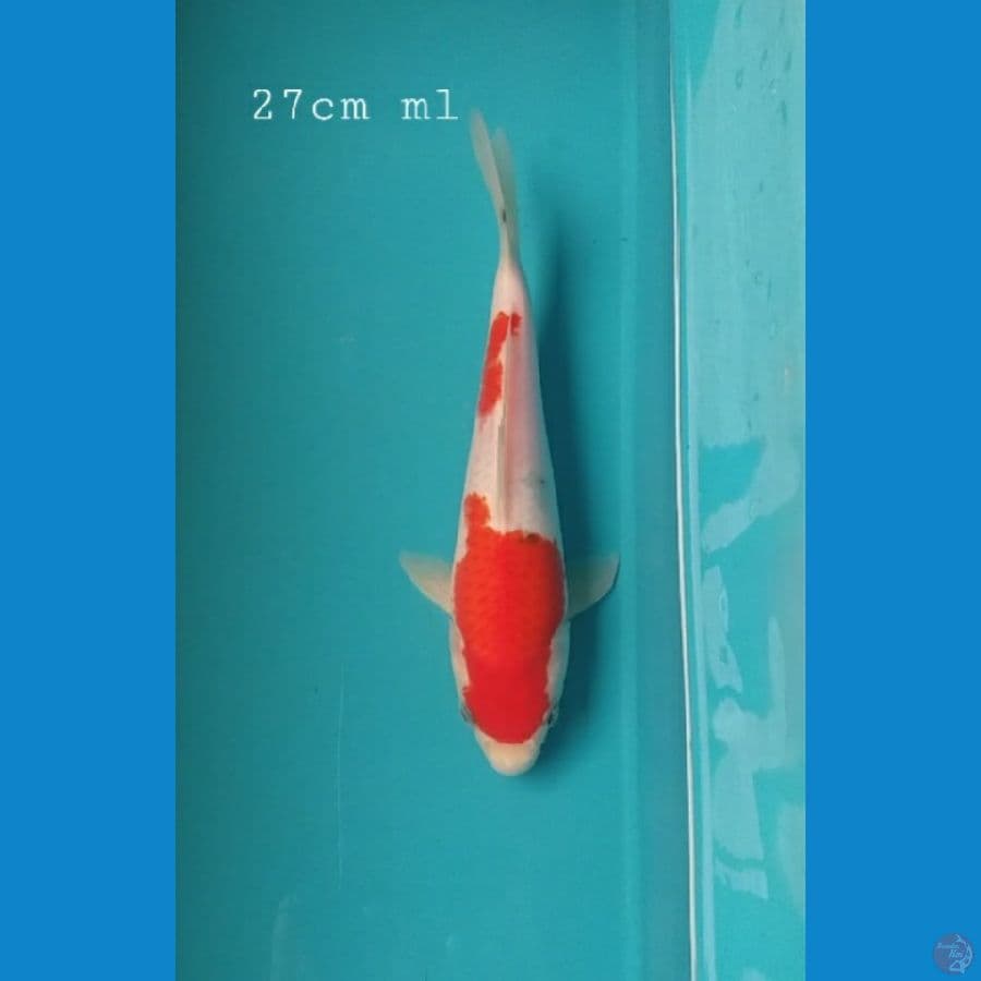 ttg Sanke 27cm/ml