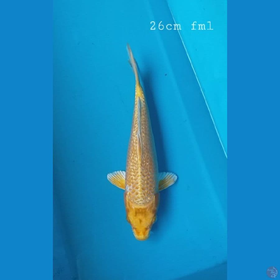 Ogon ginrin 26cm/fml