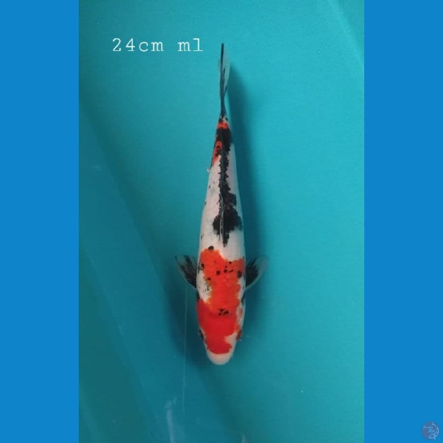Beni matsukawabake 24cm/ml