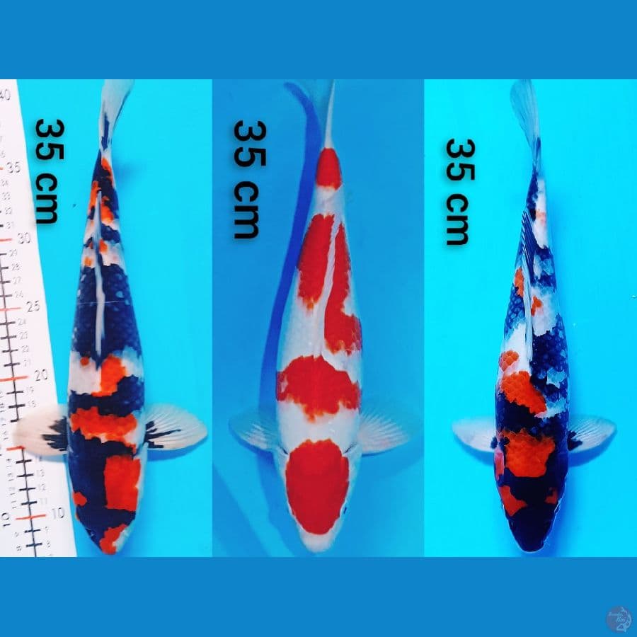 paket showa kohaku 3 ekor original