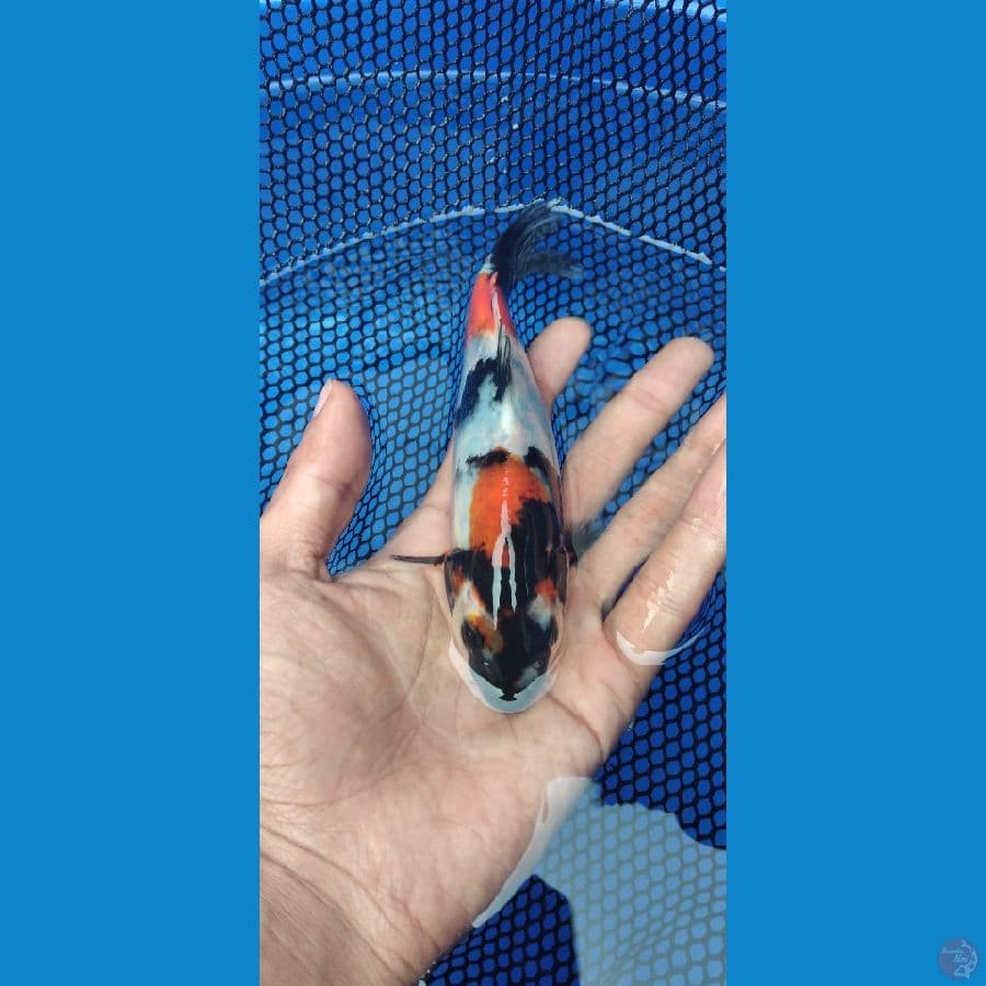 showa 16cm