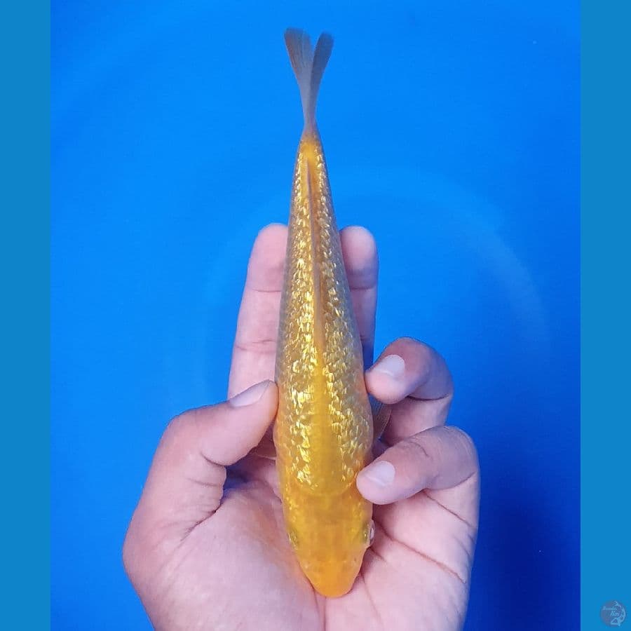 Karasi Ginrin 18cm