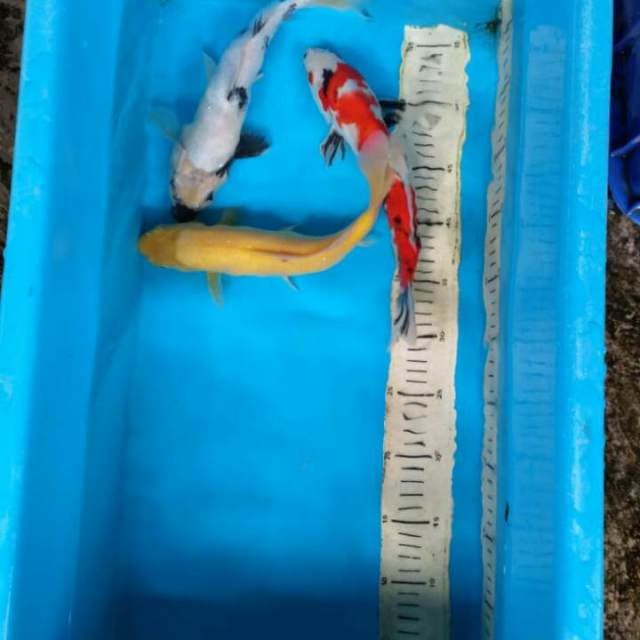 Mix 28 28 28cm