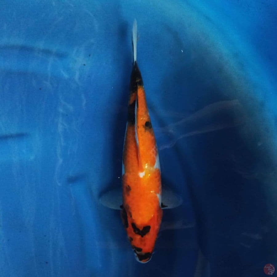 Sanke 34cm
