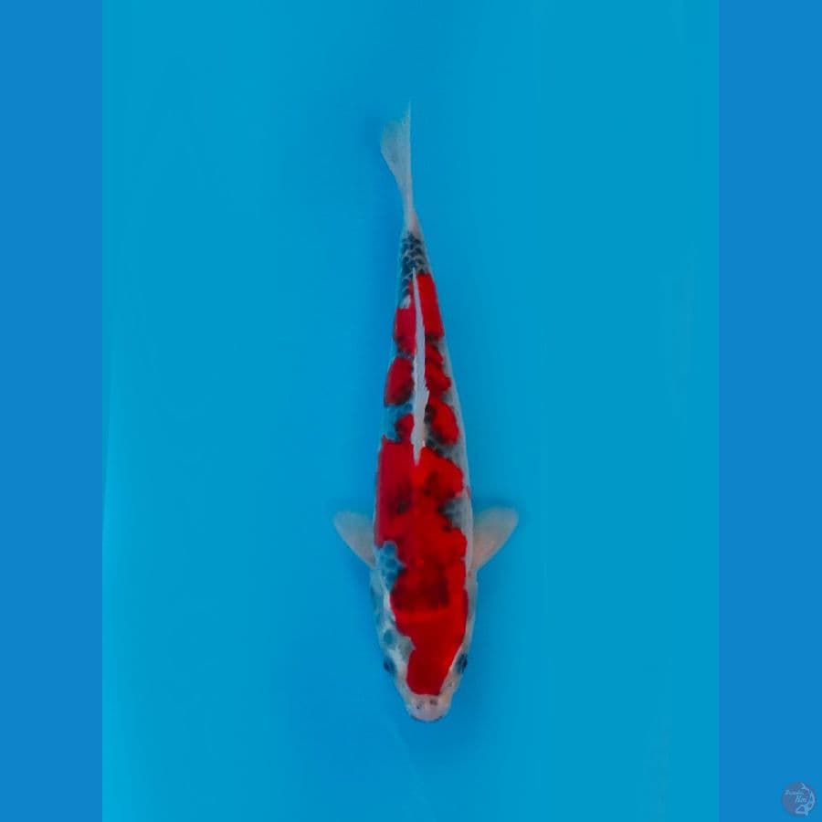 SQ GOSHIKI MALE 31CM