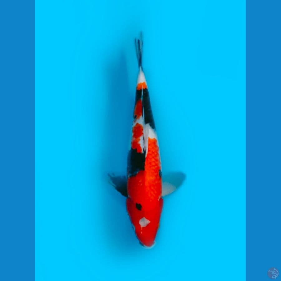 SHOWA SANSHOKU FEMALE 38CM