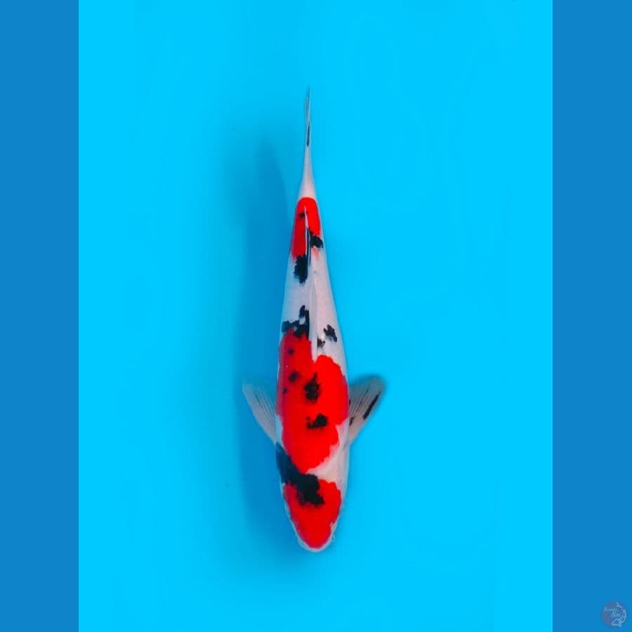 MARUTHEN SANKE MALE 30CM