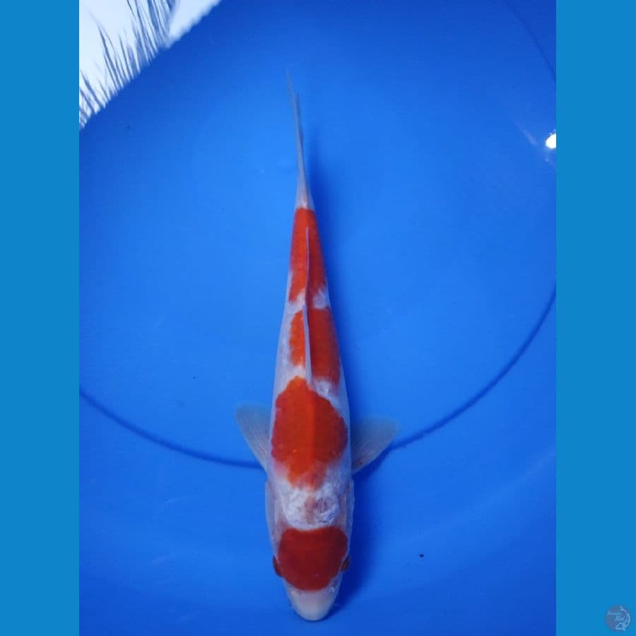 Red Stromg
