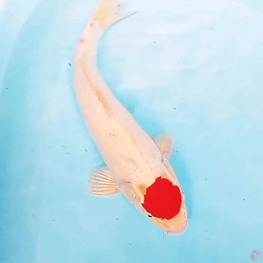 tanco kohaku male 37 cm