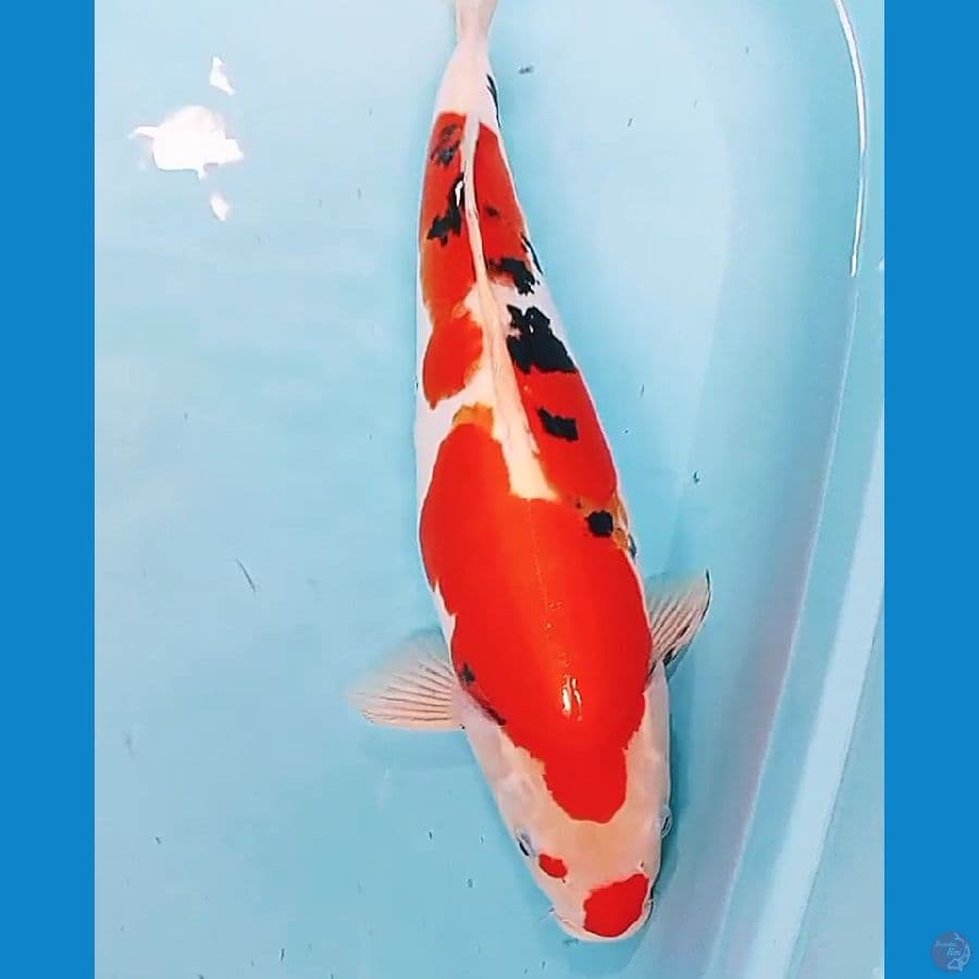 jumbo doitsu murni f 45 cm
