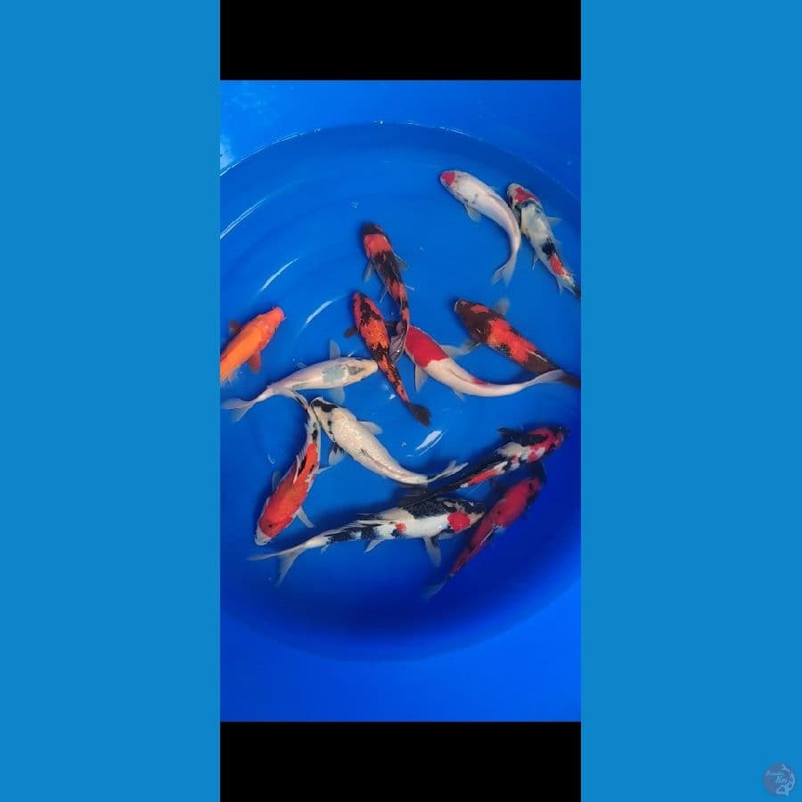SHOWA SHIRO Mix GINRIN 22-30cm 13 ekor