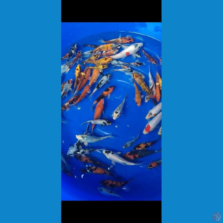 DOITSU Showa Shiro Mix Hikari 60ekor 10-20cm