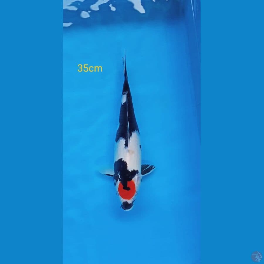 Tancho showa 35cm