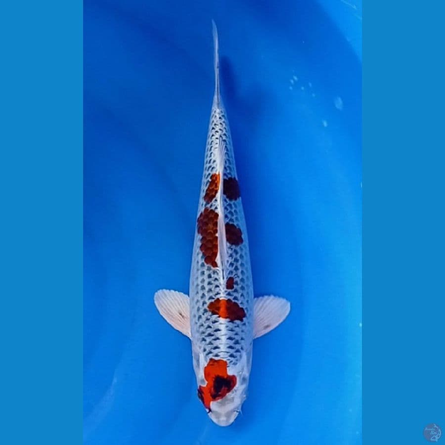 kujaku 37 cm fimale