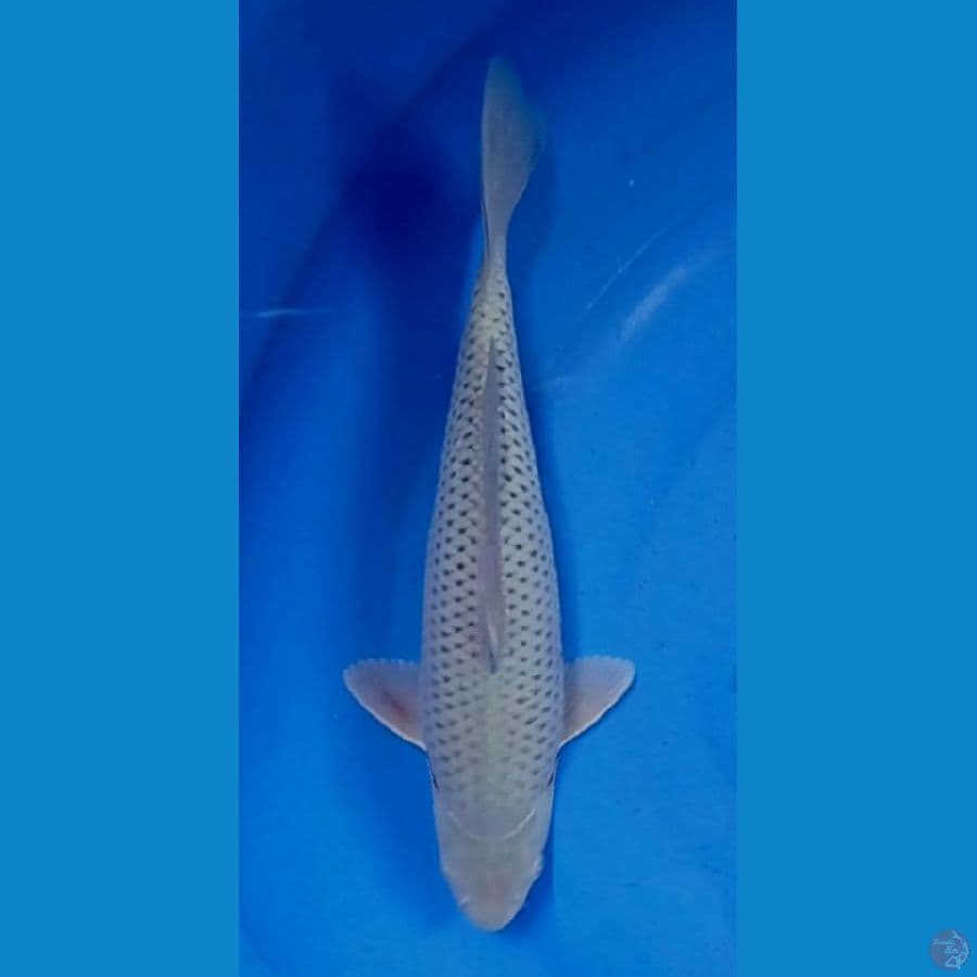 soragoi 31 cm male