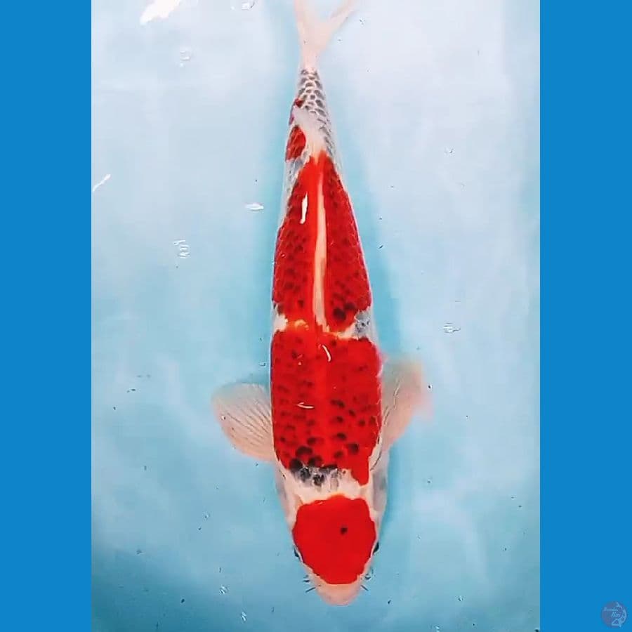 jumbo beni gingga male 45 cm