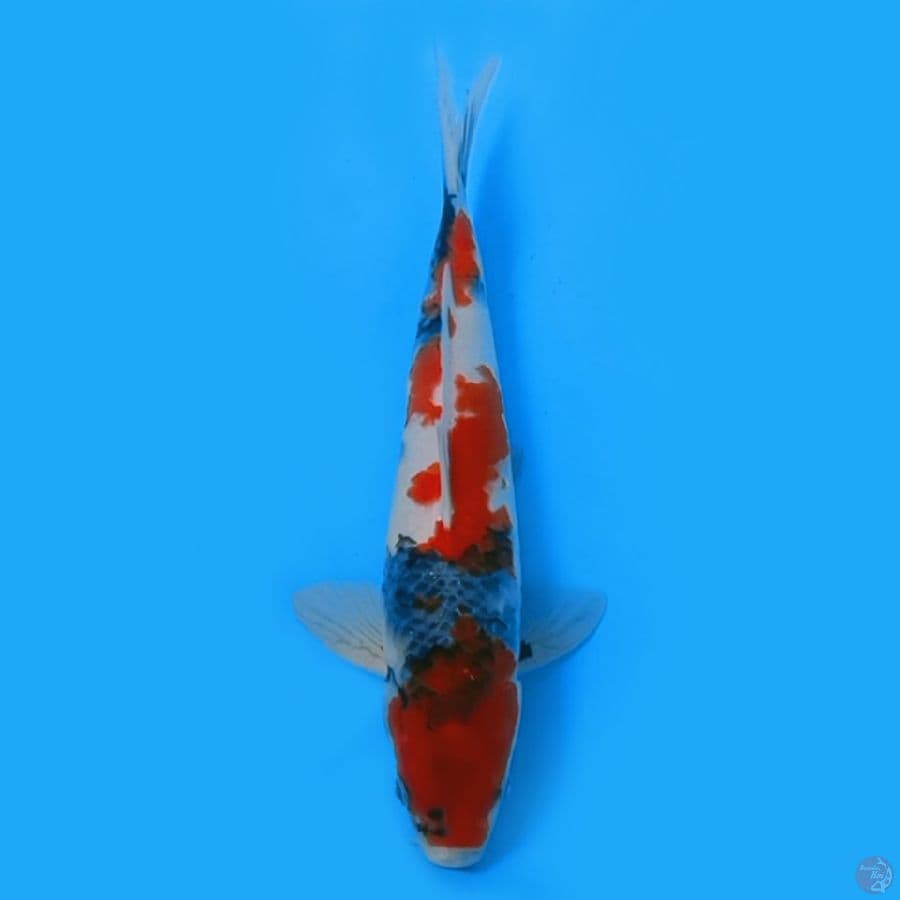 SHOWA TATEGOI 34cm male