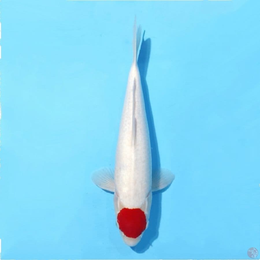 3.40cm Tancho kohaku original female