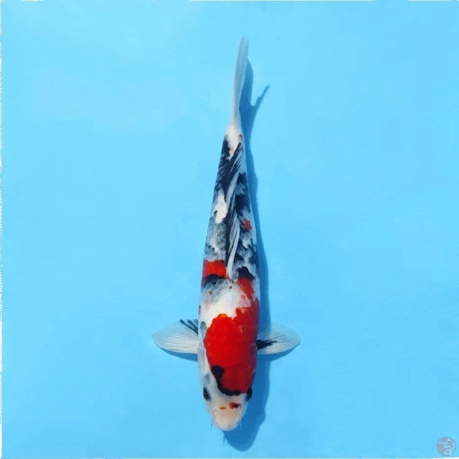 5.35cm Kindai showa prospek jumbo male