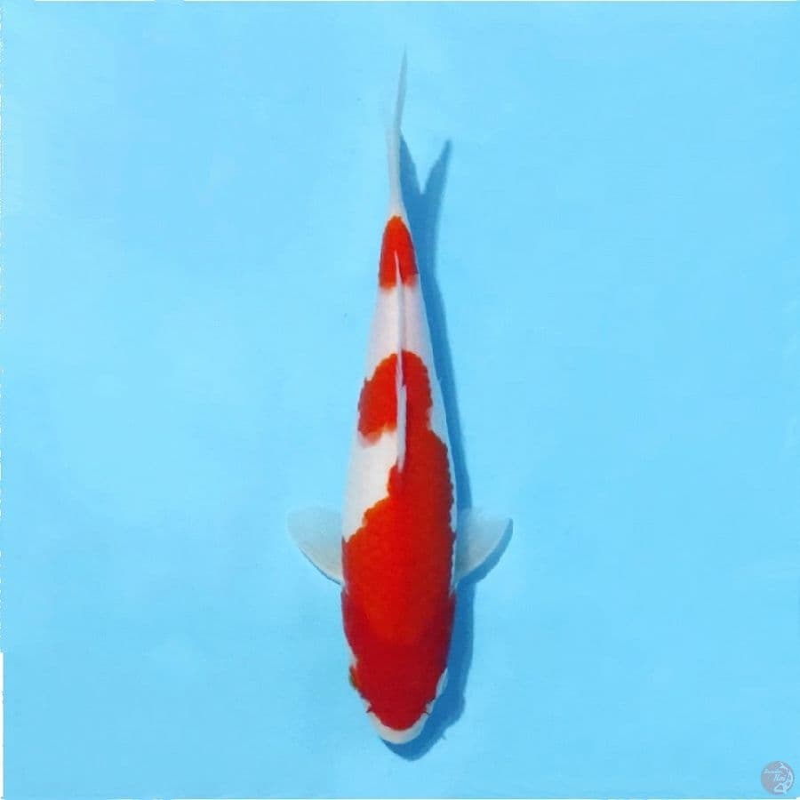 6.25cm Kohaku original