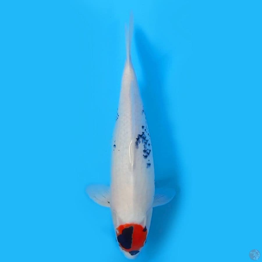 TANCHO SHOWA GENDONG TELUR 42CM - FEEMALE