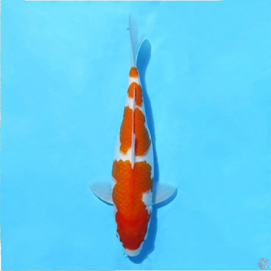 8.28cm Kohaku pola original female