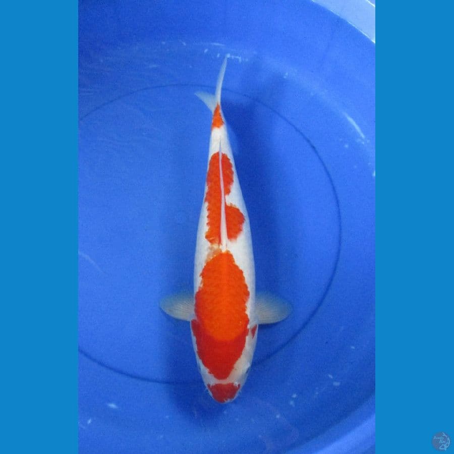 Kohaku 45 BU