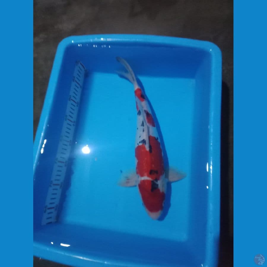 MKC KOI GRUB
