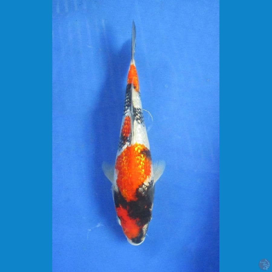 shiwa ginrin ±20cm