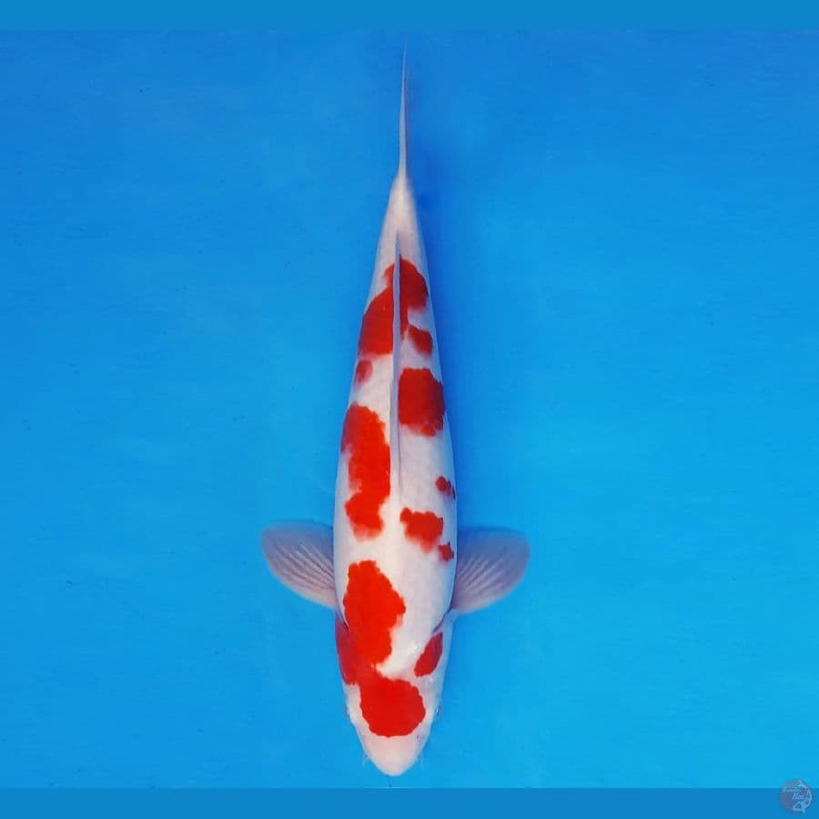 AKIZUKI 7 - KOHAKU SAKURA 31 cm/male ®