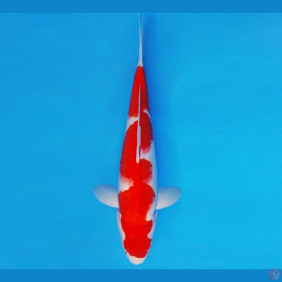 SUKIYAKI 1- INAZUMA KOHAKU 24cm/male ®