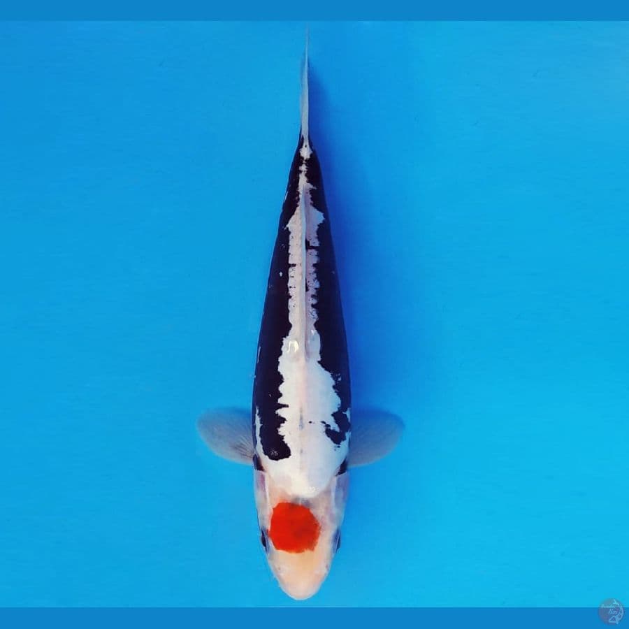 HATORI HANZO 8 - TANCHO KUMONRYU 23 cm/fm ™