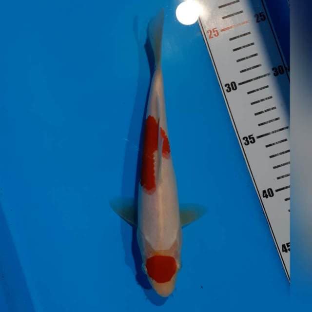 MARUTEN KOHAKU