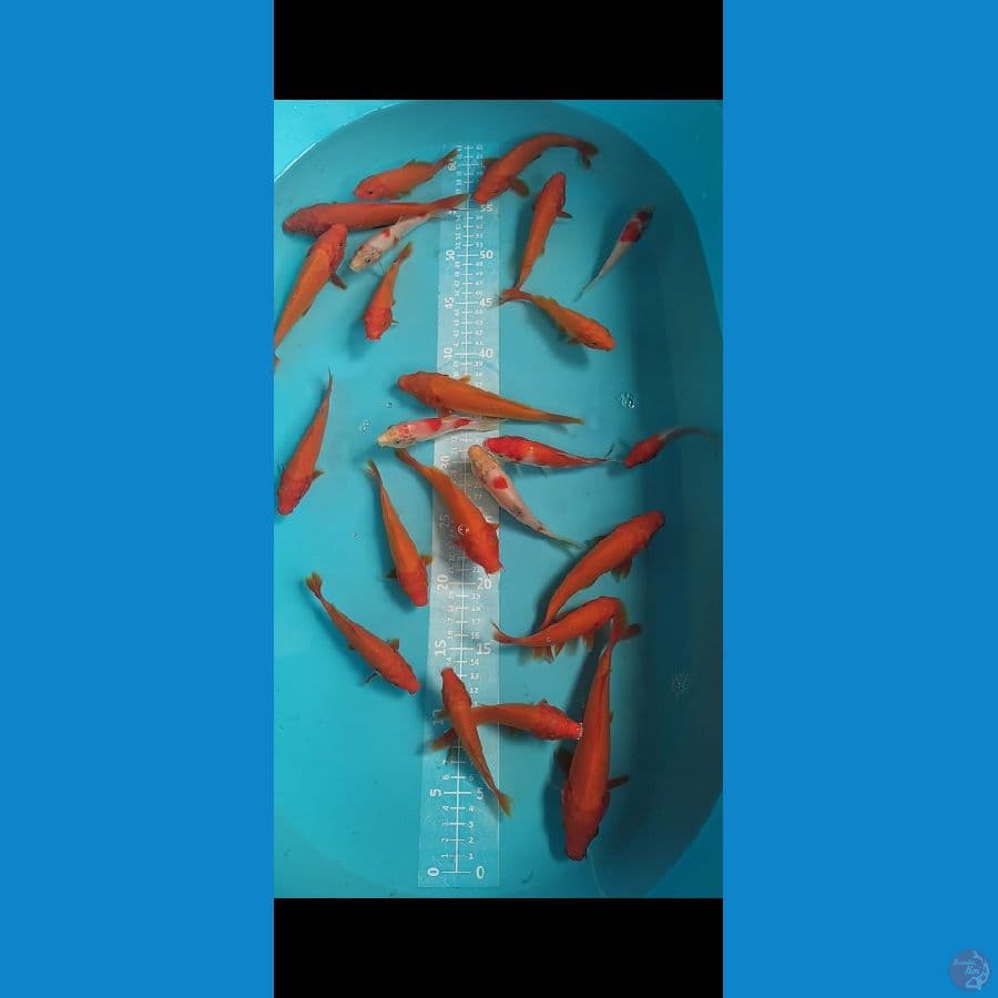 BENIGOI 12-15CM 17 EKOR