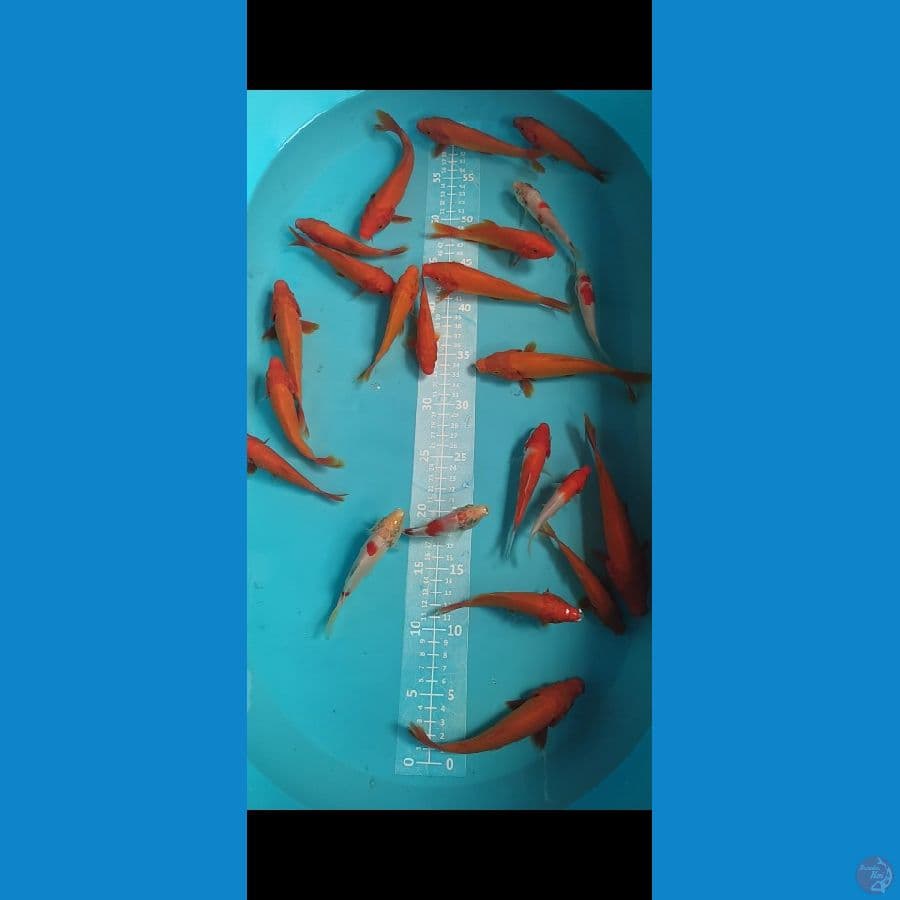 BENIGOI 12-15CM 17 EKOR