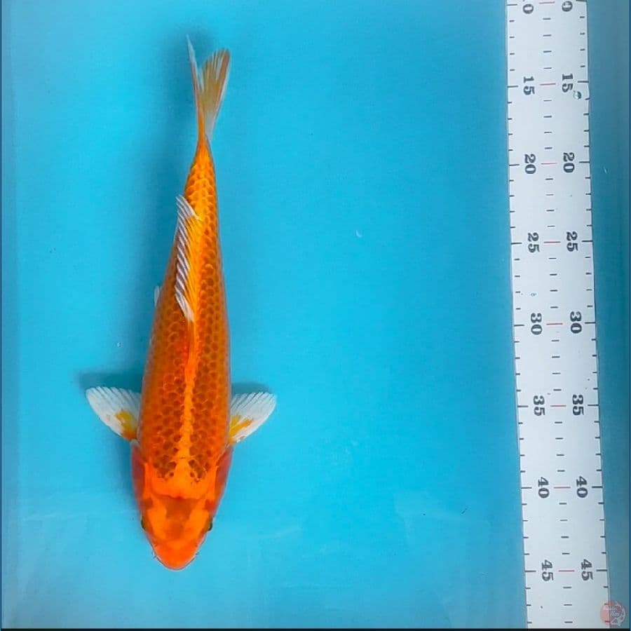 hikarimono 31cm fm
