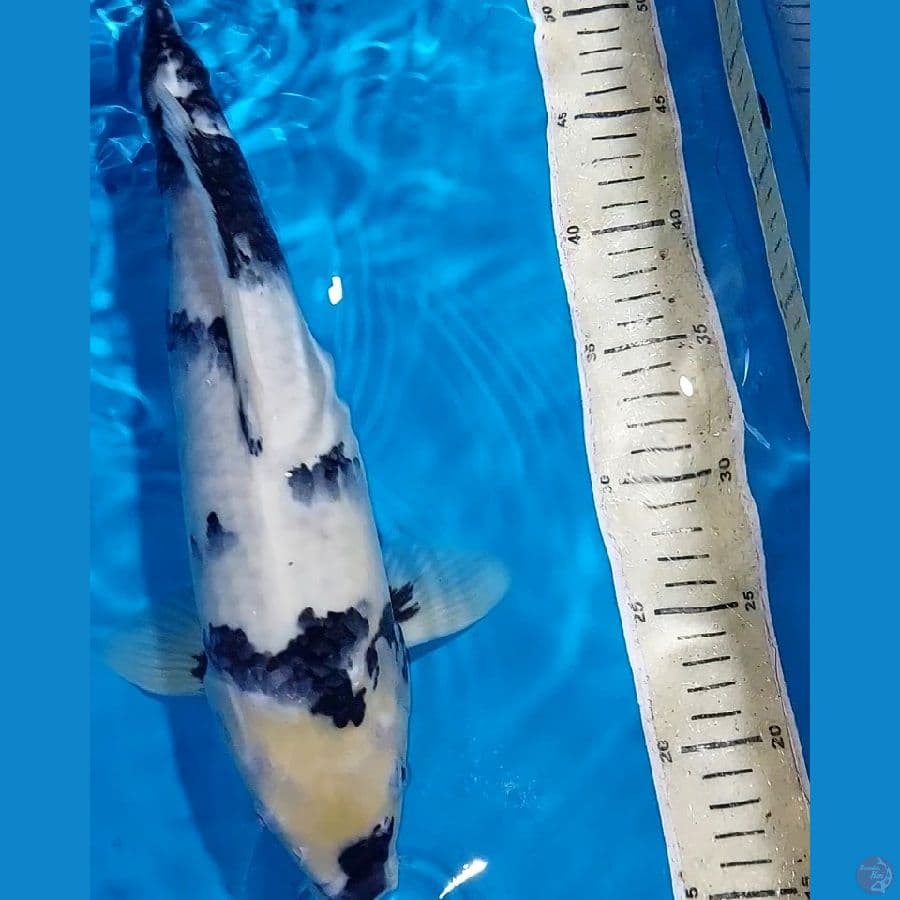 SHIRO 41 CM